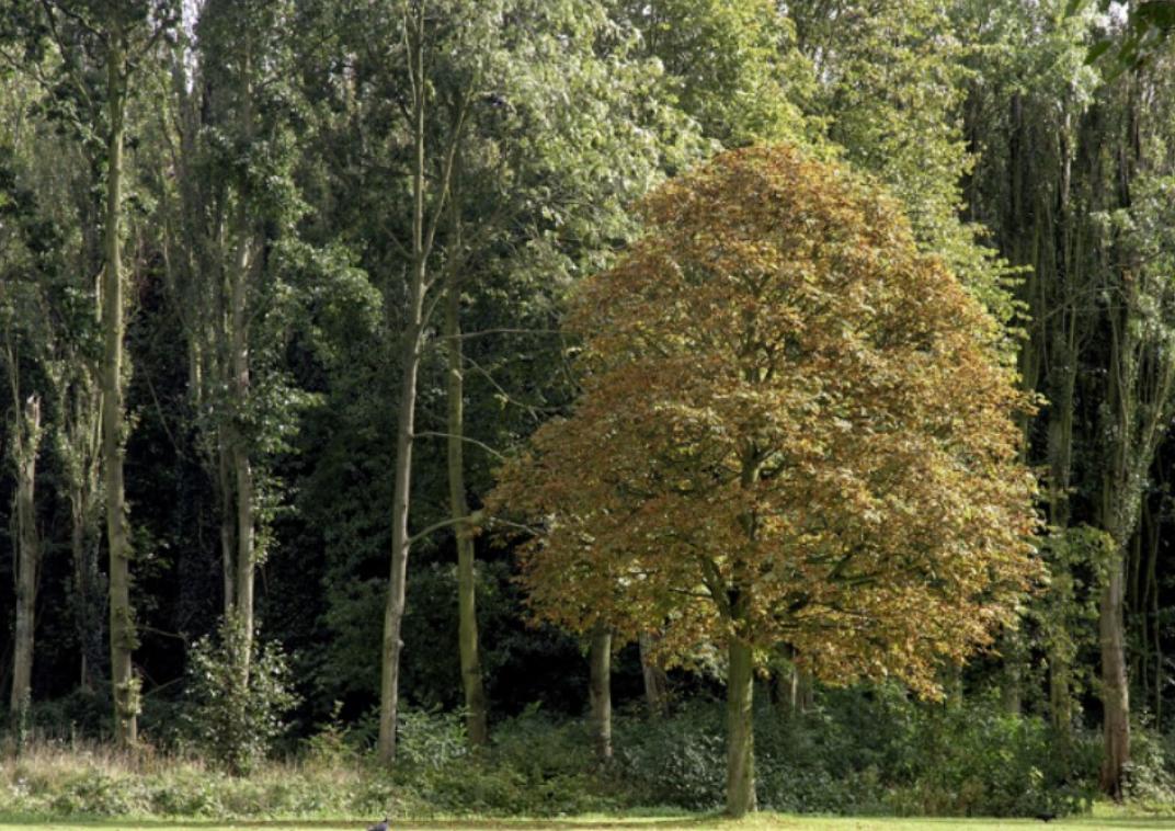 groencafe nationale klimaatweek