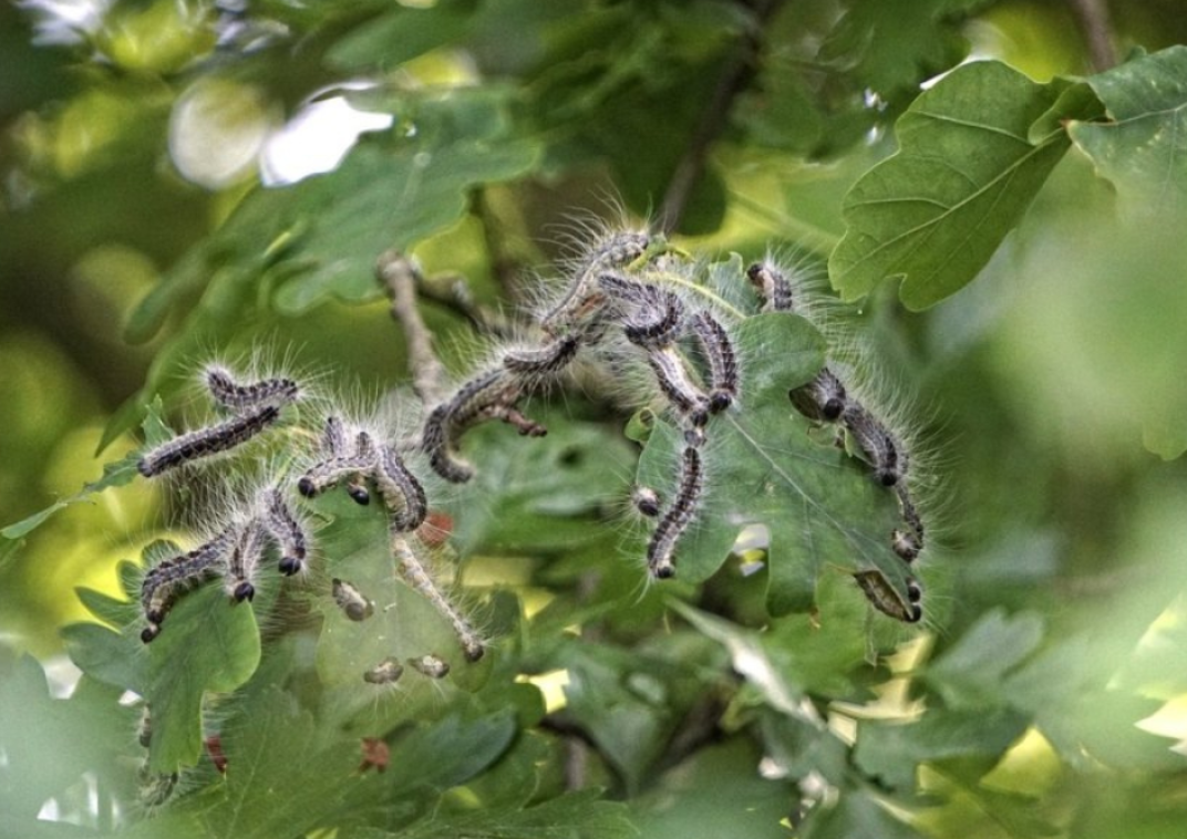 Eikenprocessierupsen in een eikenboom.
